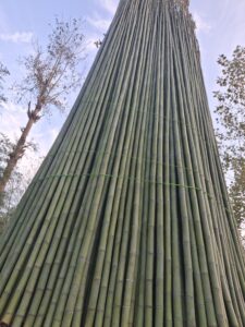 لوله خام 1.5 متری قطر نازک کد170