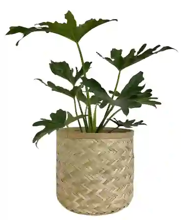 گلدان